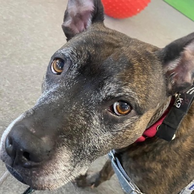 SENIOR-to-SENIOR ADOPTEE