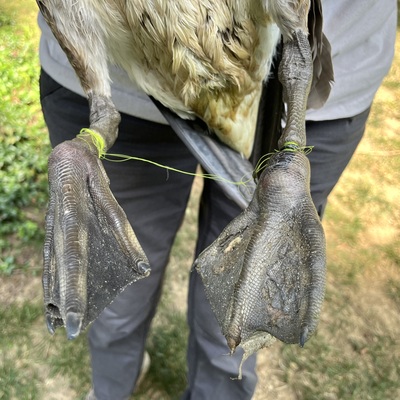 Goose with fishing line entanglement
