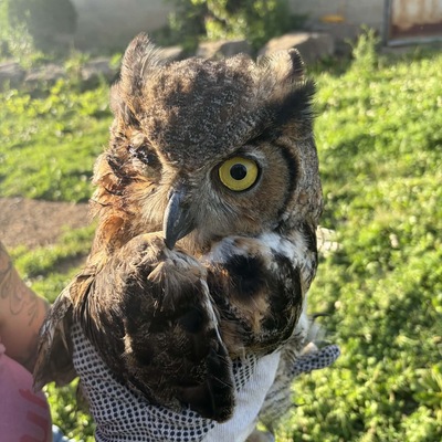 Rescued Great Horned Owl