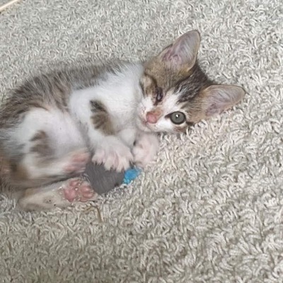 Major medical case- ADOPTED