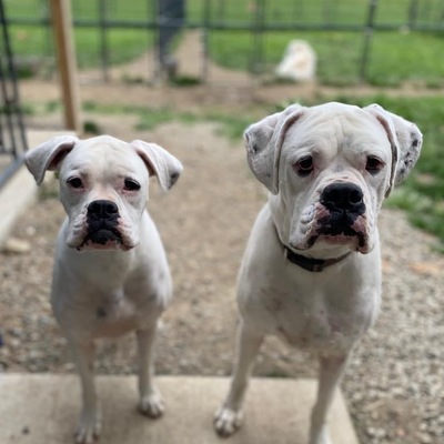CURRENT -  Bonded Pair- pending adoption