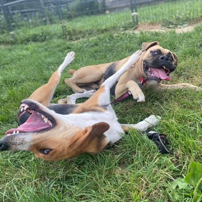 ADOPTED- rehabilitation completed