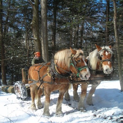 The use of horses to skid logs is a key component of our conservation-minded forestry.