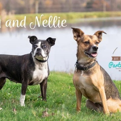 ADOPTED- bonded pair