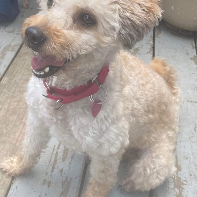 Medical case & ADOPTED