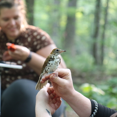 A wood thrush, prior to release, during a study of forest songbird diversity in Blooming Valley.