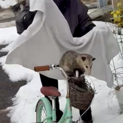 Opossum Rescue