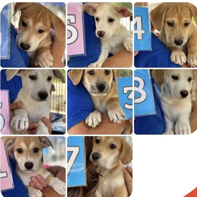 Kill shelter save & ADOPTED