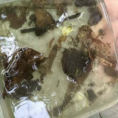 The insects we found in the creek.
