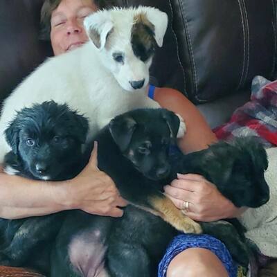 Mel's pups.  She was abandoned on a deserted lot.  We took her and pups in.