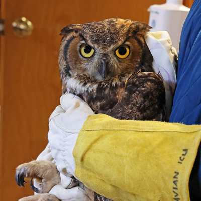 Great Horned Owl in care