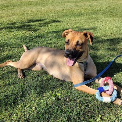 Coco,  mom to the pups from high kill shelter.