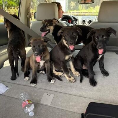 Layla's puppies