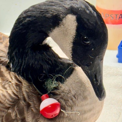 Goose with fishing bobber/line entanglement
