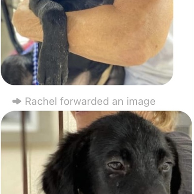 Kill shelter save & ADOPTED