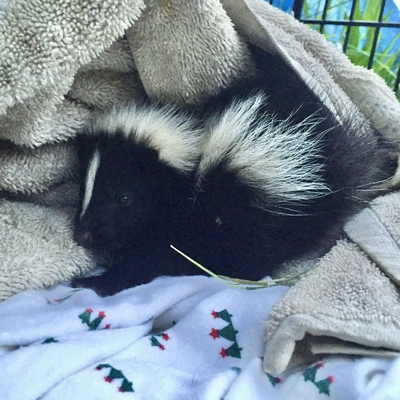Rescued Orphaned Skunk