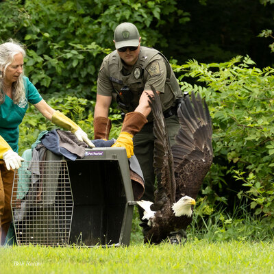 Bald Eagle release