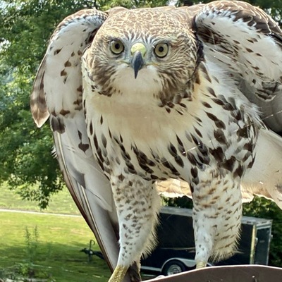 Injured Red-tailed Hawk (pre-capture)