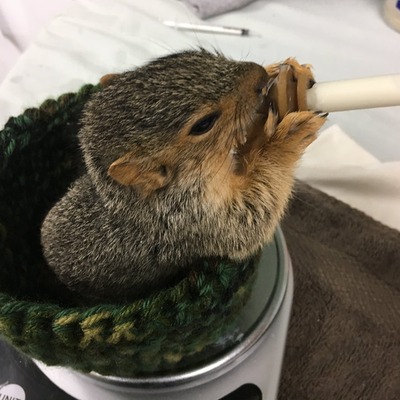 Donation supply species specific formulas for mammals.