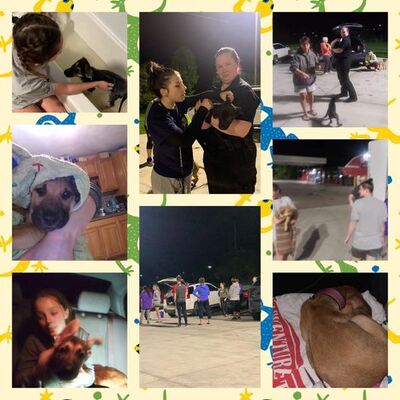 Late night transport of 16 puppies from another overrun rescue that needed help.