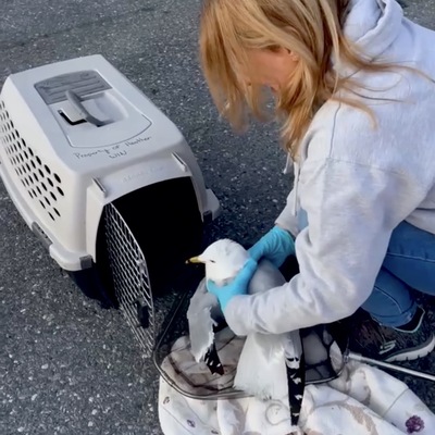 Injured Gull Rescue