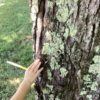 Feeling the texture of the bark near while exploring our senses.