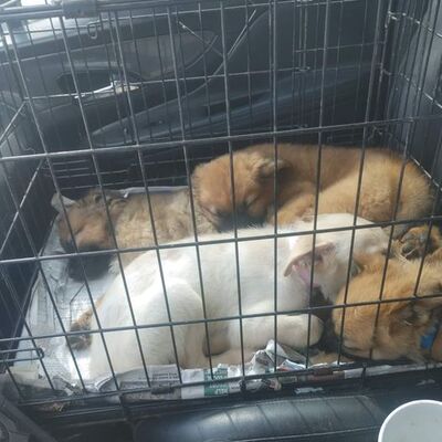 Pups that were pulled with their mom, Coco from a high kill shelter.