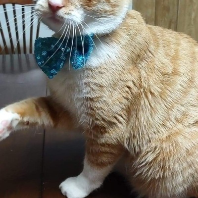 CURRENT & AVAILABLE FOR ADOPTION