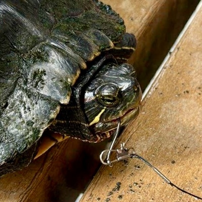 Turtle with fishing hook in its mouth