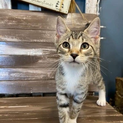CURRENT & AVAILABLE FOR ADOPTION