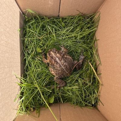 Rescued Toad