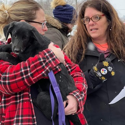 A winter transport with puppies arriving. We rely on volunteers to help us.
