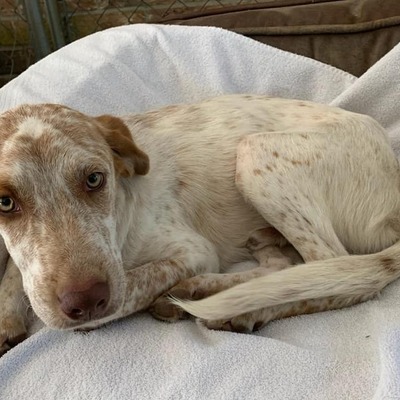 Oliver.   He was found abandoned by a foster.