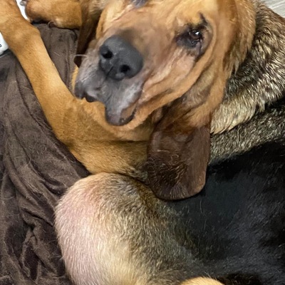Major medical, puppy mill save, bonded pair, & ADOPTED
