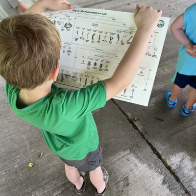 Trying to identify what type of insect we had.