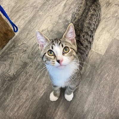 CURRENT & AVAILABLE FOR ADOPTION