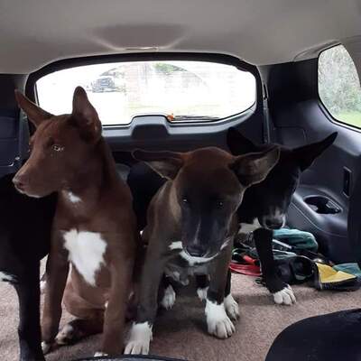 4 Akita pups we rescued off the street.    All adopted!!