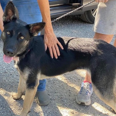 Kill shelter save & ADOPTED