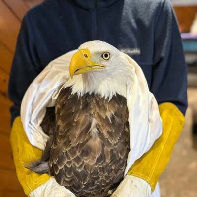 Bald Eagle examination